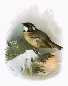 コールシジュウカラ 作： English School